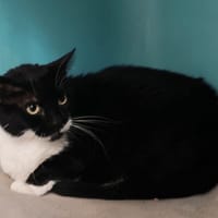SOSO, chatte à adopter
