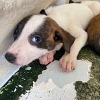 PATAYA, chienne à adopter