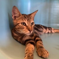 ROMEO, chat à adopter