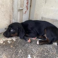 PUNTA, chienne à adopter