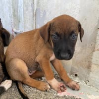 PHILADELPHIE, chienne à adopter