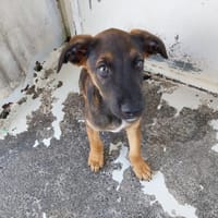 ASTON, chien à adopter