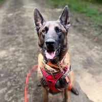 SALTO, chien à adopter