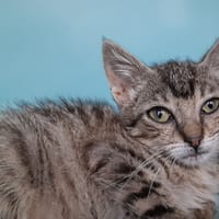 Cavally, chatte à adopter