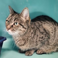ZOUNETTE, chatte à adopter