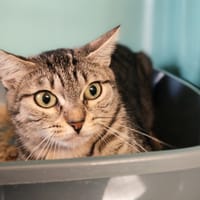 JULIE, chatte à adopter