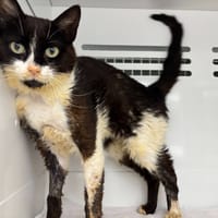 SAHARA, chat à adopter