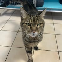 LEREGA, chat à adopter