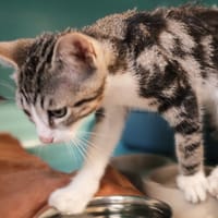 NAVICHOU, chat à adopter