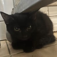 NYX, chatte à adopter