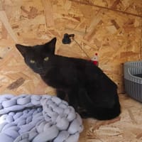 BLACKY, chat à adopter