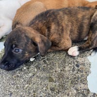PEKIN, chien à adopter
