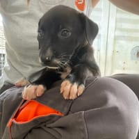 PARIS, chienne à adopter