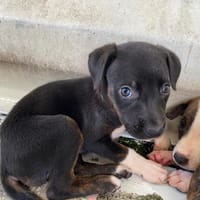 PHUKET, chienne à adopter