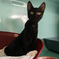 BIANCA 2, chatte à adopter