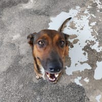 PHILIPPINE, chienne à adopter