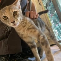 JULIETTE, chatte à adopter