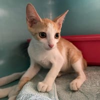 SANDRO, chat à adopter