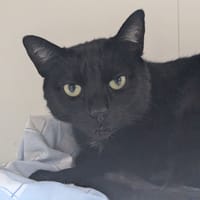 MADDY, chatte à adopter