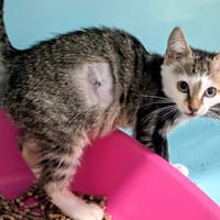 Bianca [Chaton], chatte à adopter