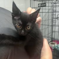 LILY, chatte à adopter
