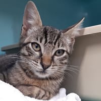 Chelif, chat à adopter