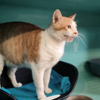 ELVIS /GARFIELD, chat à adopter