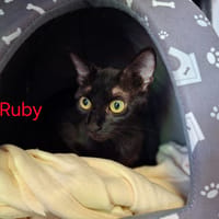 RUBY, chatte à adopter