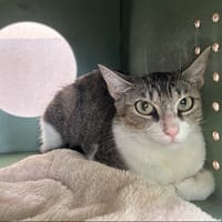 ARIANA, chatte à adopter