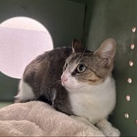 ARIANA, chatte à adopter