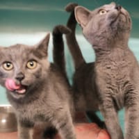 PORTOU, chat à adopter