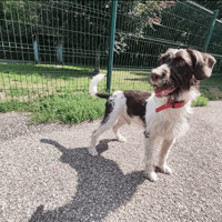 Cody, chien à adopter