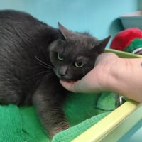 MINOUCHE, chatte à adopter