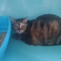 LAVANDE, chatte à adopter