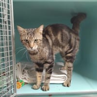 ESCOBAR PAB29150, chat à adopter