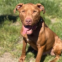Ramsès CAA15965, chien à adopter