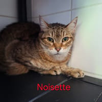 Noisette, chatte à adopter
