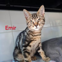 EMIR, chat à adopter