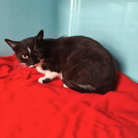 DOMINETTE, chatte à adopter