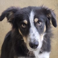 Sam, chien à adopter