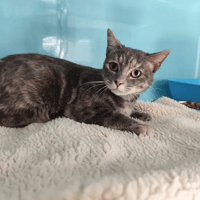 Gaia, chatte à adopter