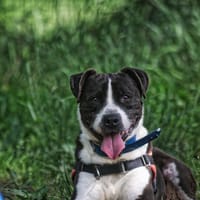 LUCKY, chien à adopter