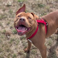 BYRON VAA, chien à adopter