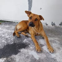 SOUKOUKOU, chien à adopter