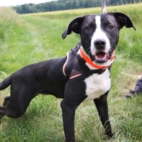 SOZA HAA24829, chienne à adopter
