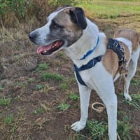 BALTO, chien à adopter