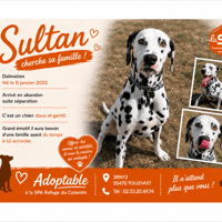 SULTAN, chien à adopter