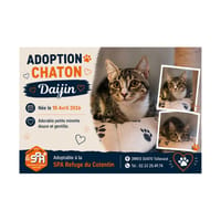 Daijin (Réservée), chatte à adopter