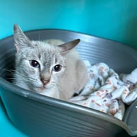 Tinda, chatte à adopter