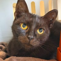 MAPPY, chatte à adopter